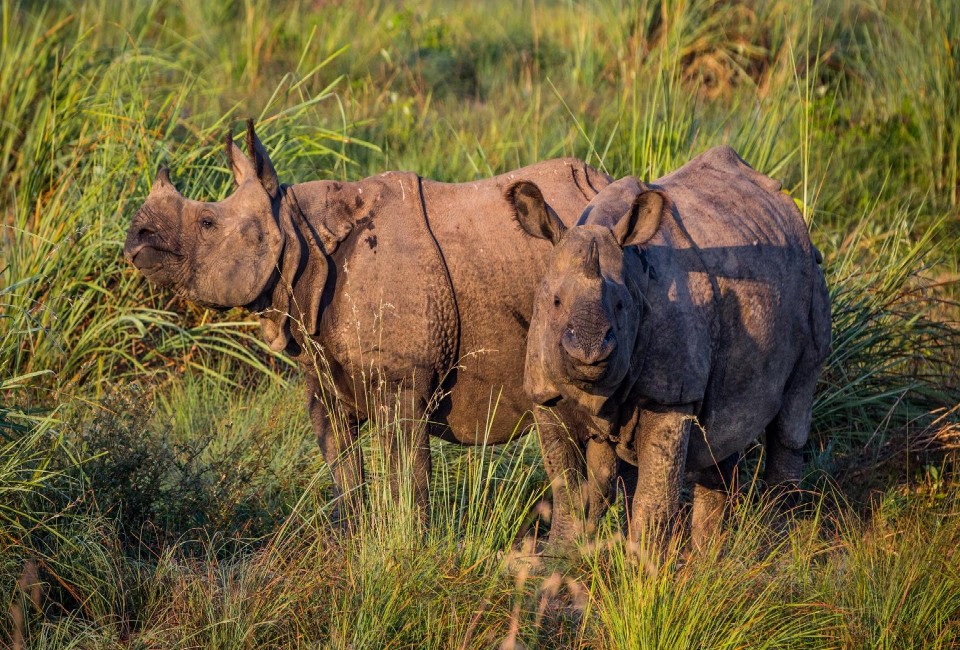 Abundance of Wildlife in Nepal